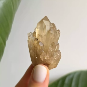 Cytryn naturalny - szczotka - 55 g