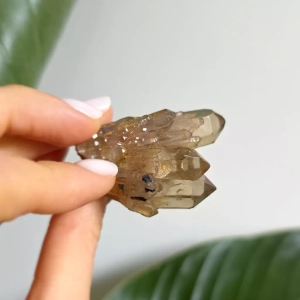 Cytryn naturalny - szczotka - 35 g